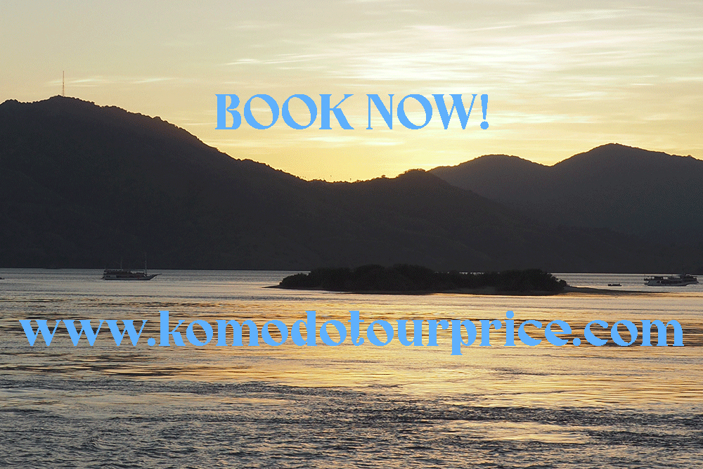 Book Komodo Tour Price