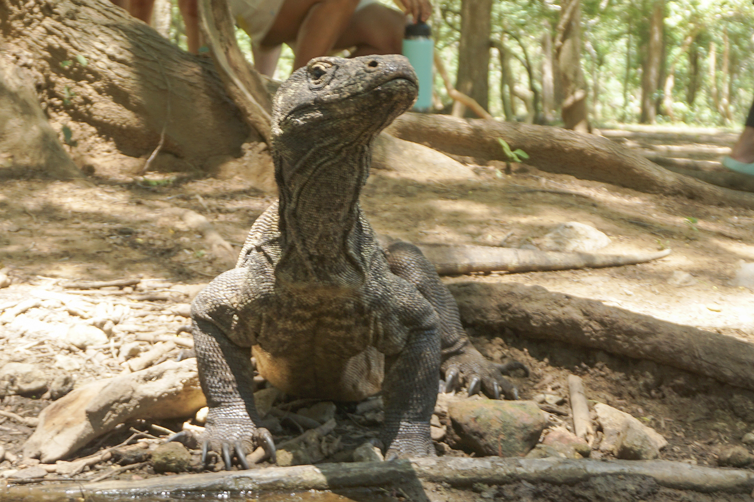 Komodo Dragon at Komodo Island