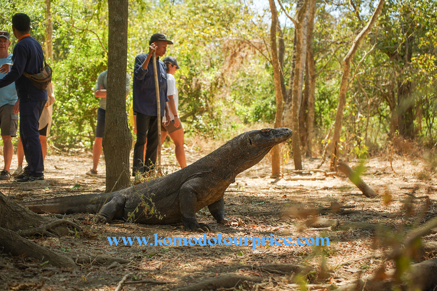 Komodo Tour from Lombok