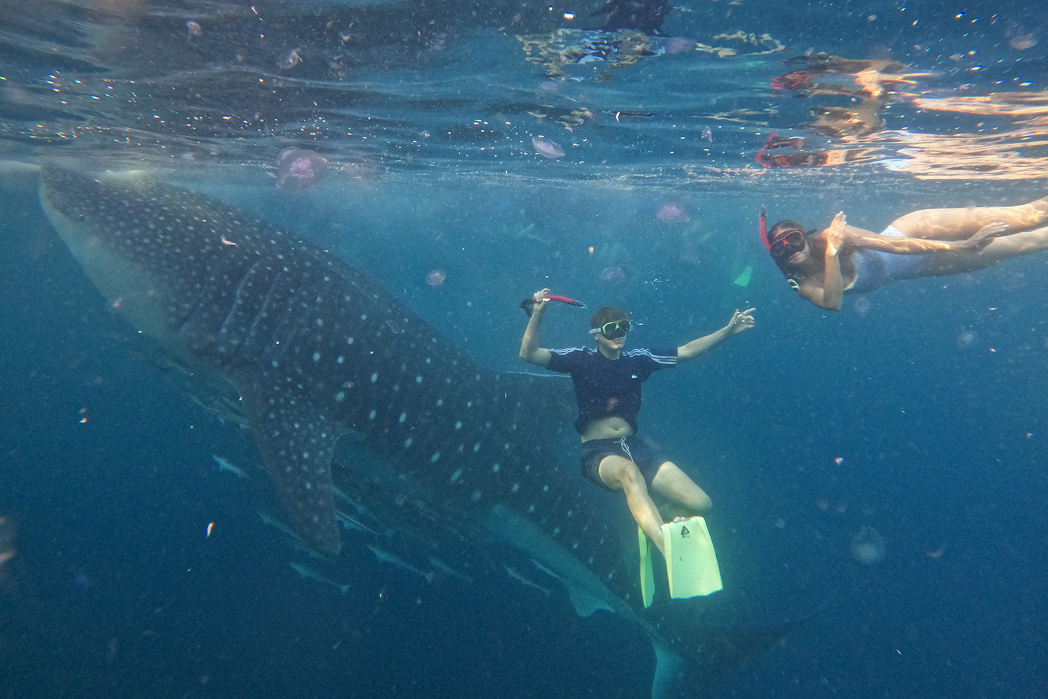 Snorkeling at Whale Shark Komodo Tour Price